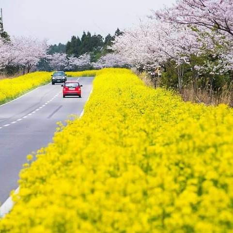 Hoa vàng trên Cỏ xanh