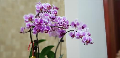 Tùng Nguyễn Thanh