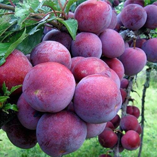 Đặng Hùng Dũng