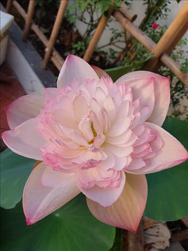 Mộc Chi