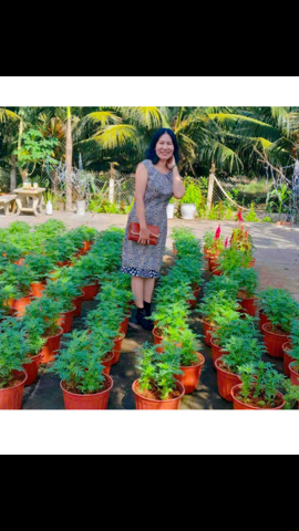 Hophuong