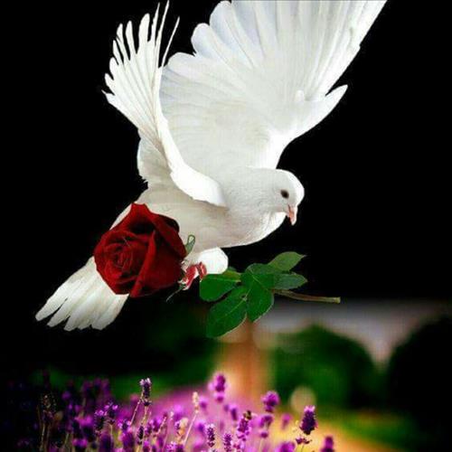 Lãng Tử Trường Sơn