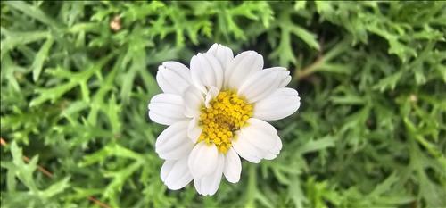 Di