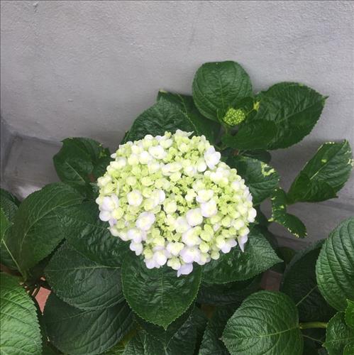 Duy Trương