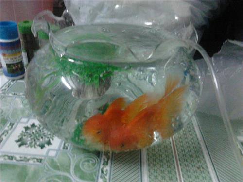 Khung trời ngày xưa