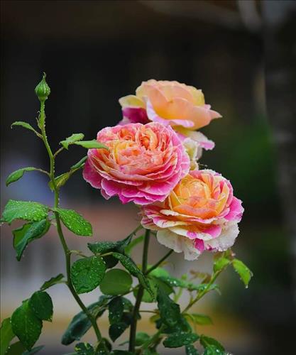 Hoa Nắng