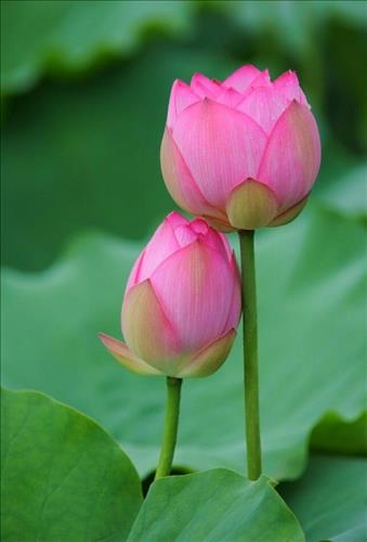 Hoa Suong Rong