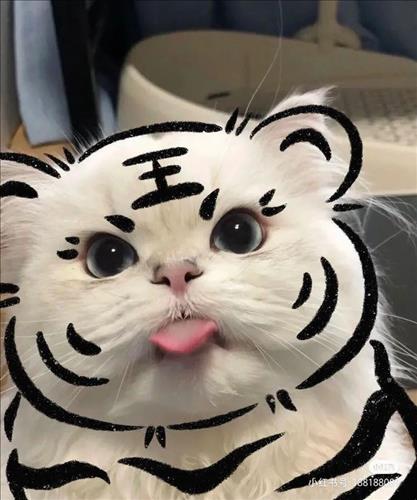C.T
