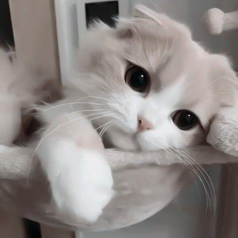 Chiếc mèo cô đơn
