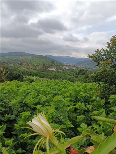 gà trống nuôi con