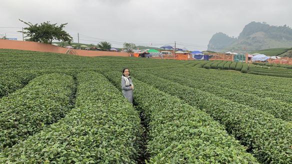 NguyenNhan