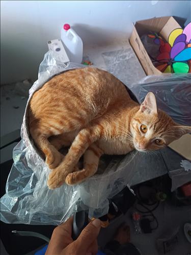 Trường Tốc Biến