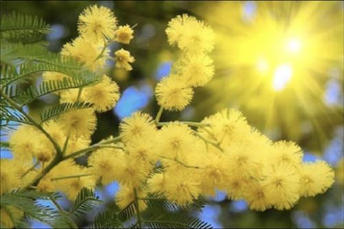 Mimosa_Đà Lạt