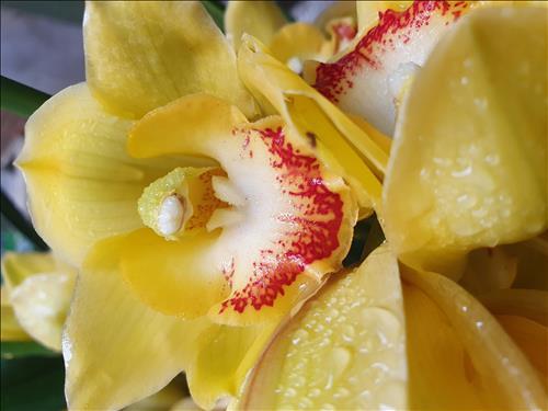 Fragile flower 49
