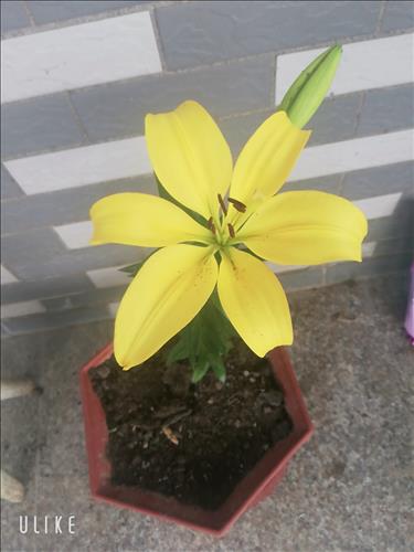 TIÊN