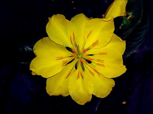 Chuối non một buồng