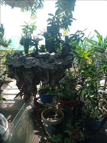 Quang