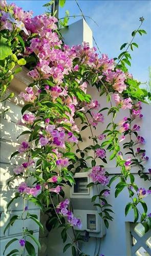 Tìm Kiếm Hạnh Phúc