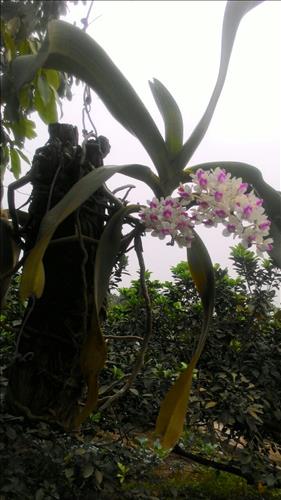 Đá Tảng
