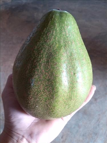 Tây Nguyên Nắng Và Gió