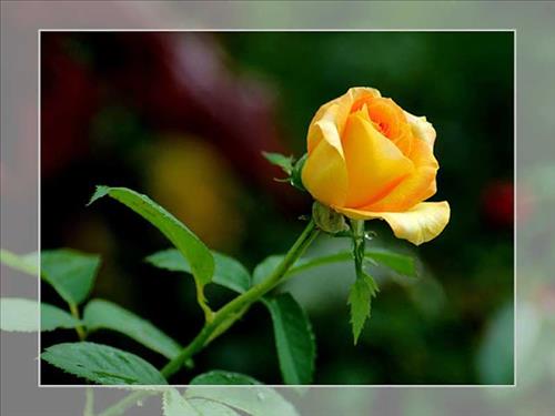 yellow roses