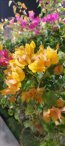 Hoa hải đường @