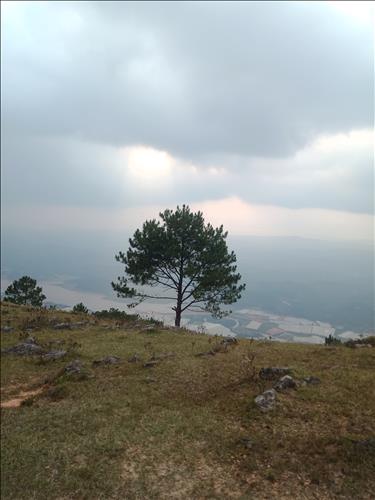 Đại lâm mộc