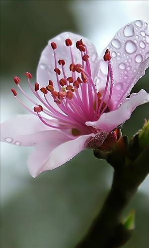 Mưa