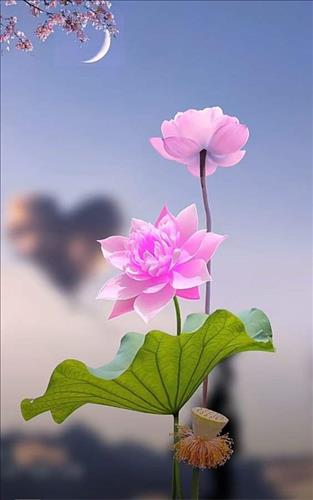 Lưu Phương anh