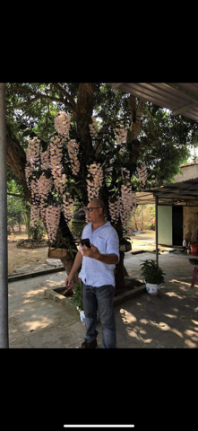 Lập