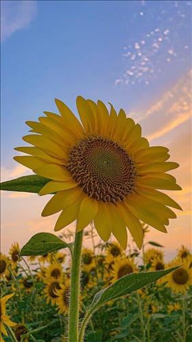 Sun