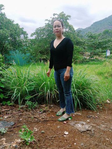 Hoa mai