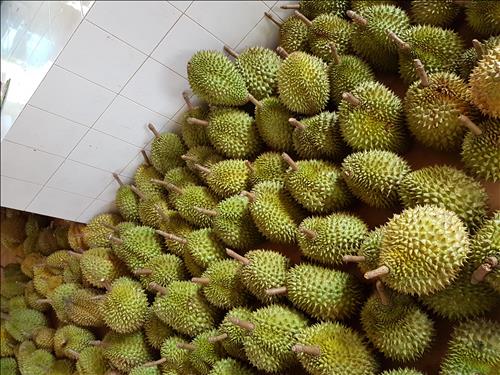 Saurieng