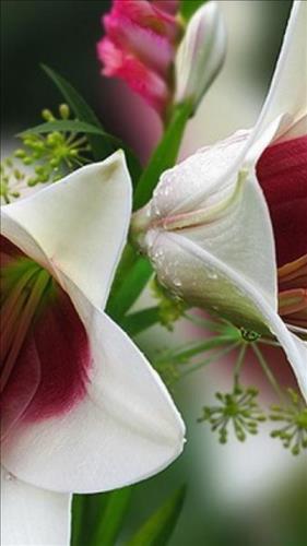 Trái tim mỏng manh