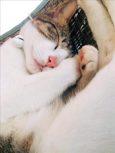 Pete