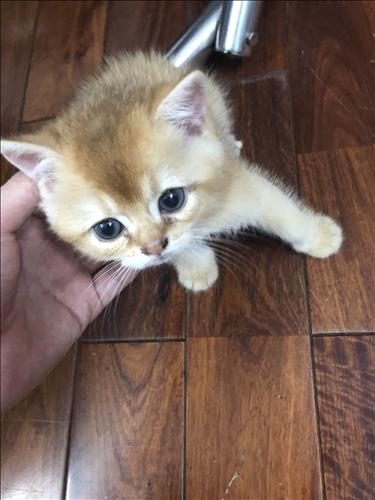 Gạo