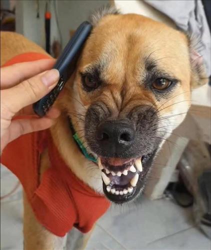 Đình Vũ