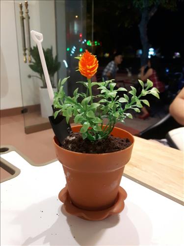 Thu Hà
