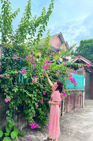 Cẩm Tú Cầu