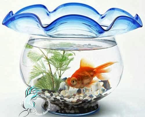 giọt nắng bên thềm
