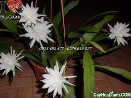 tham lang