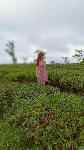 Cỏ đuôi gà