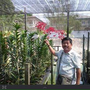 Lion Duong