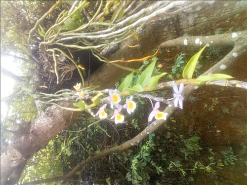 Tuyên Nguyễn Thanh