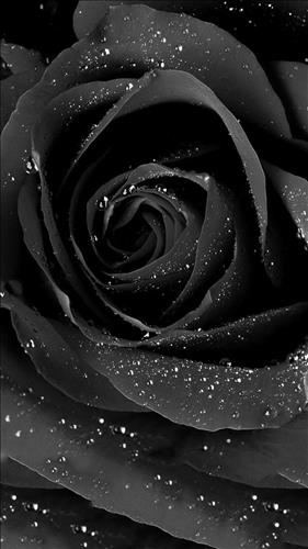Rose Rose