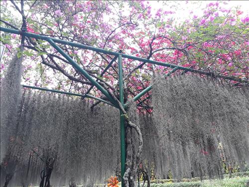 Hoài Thương