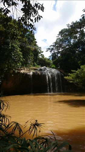 Hải Đường