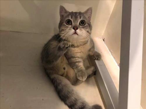 Mèo Mập Mũm Mĩm