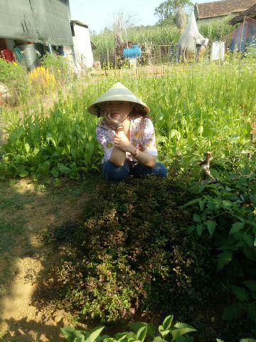 Hoa Cỏ