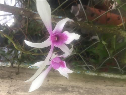 Ngồi khóc trên cây